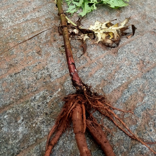 长宁县马刺根
