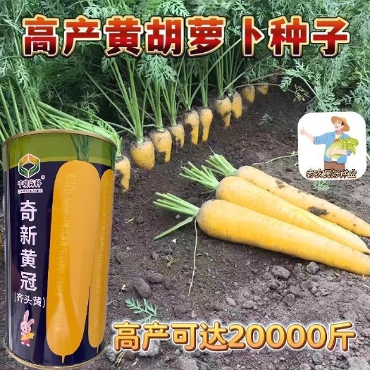 邵东市齐头黄罐装胡萝卜种子耐热水果胡萝卜的种子胡萝卜种子一年四季