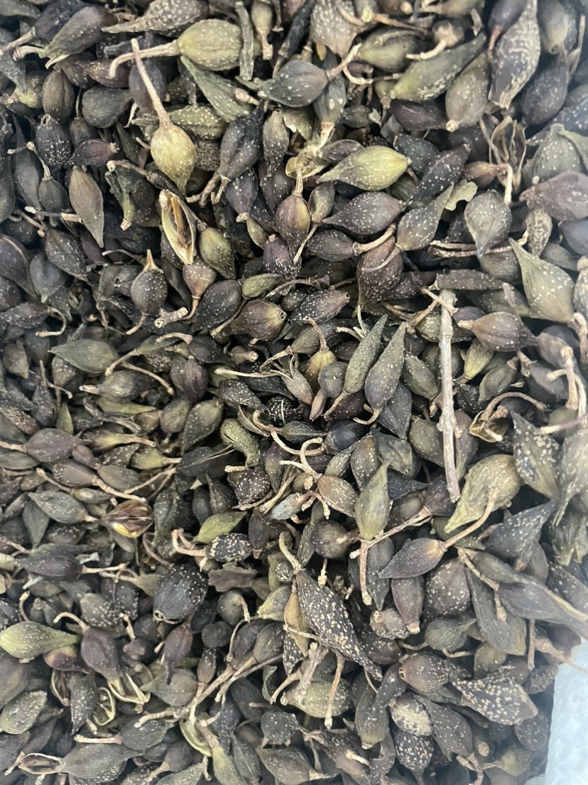 连翘中药材