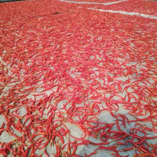 泸溪县湖南湘西干辣椒线椒
