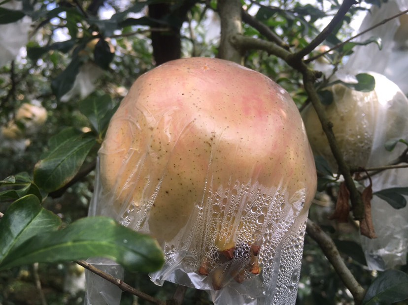 蒙自甜石榴，皮薄多汁，甜蜜可口，颗颗晶莹，中秋送礼佳品