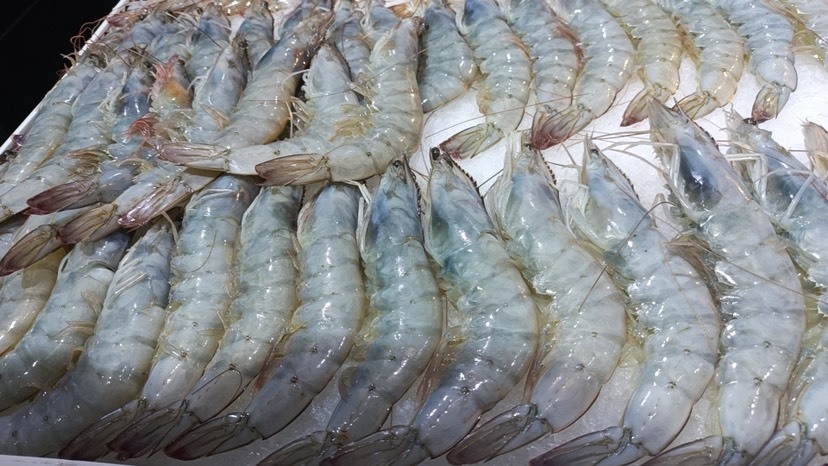 运城盒装冻虾超大虾