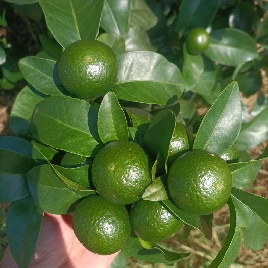 灌阳县金秋砂糖橘