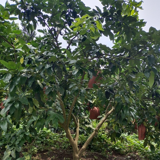 12公分红心柚子树（苗圃直供，价格实惠）