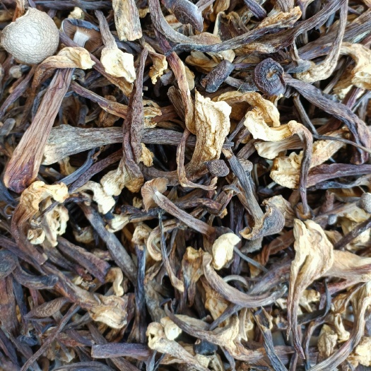 鹿茸菇餐馆专用货，价格便宜。用过的人都懂。