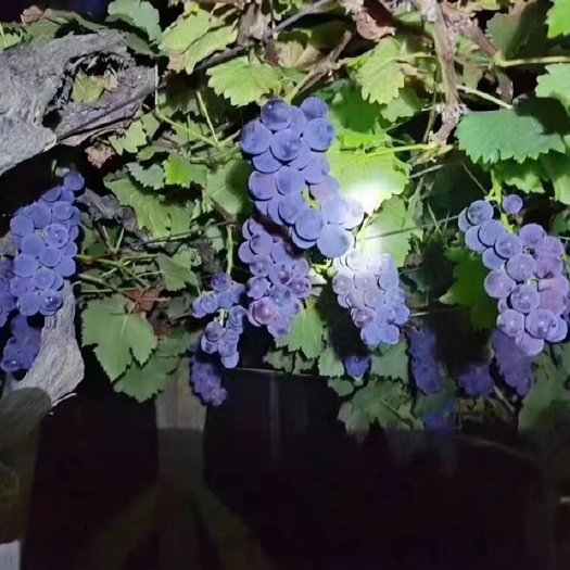 福安市福安巨峰葡萄现摘现发