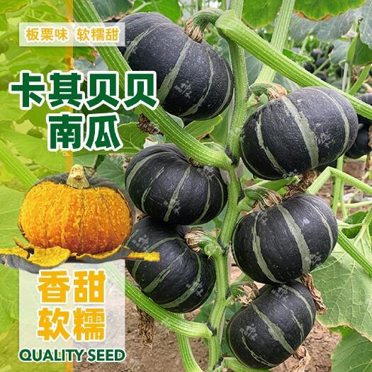 卡其迷你贝贝南瓜种子超甜面板栗南瓜种子小南瓜四季蔬菜种子批发