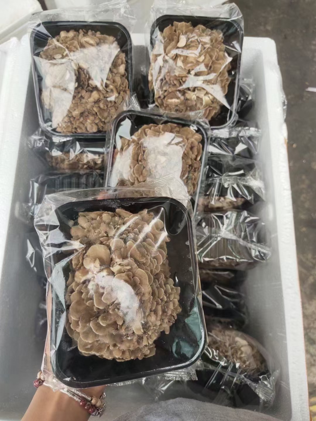 新鮮灰樹花 舞茸菌優(yōu)質(zhì)食用菌批發(fā)零售均可