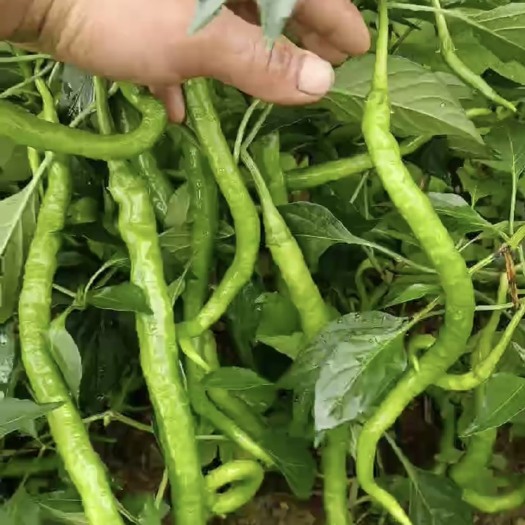 叙永县线椒二荆条大量现货4-5千斤帮找车装车