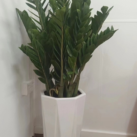 广州广州，佛山同城绿植盆栽专售