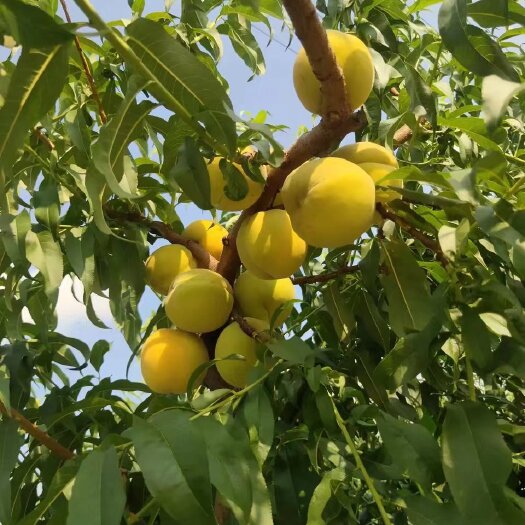 沂水县供应大量《金皇后》黄桃