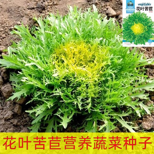 祁东县苦苣种子蔬菜种子四季黄心苦苣营养蔬菜种子春秋四季播种