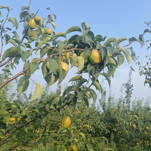 洛阳香梨