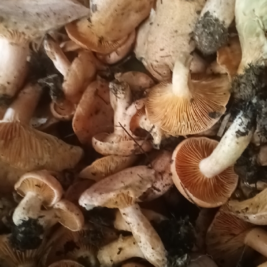 黔西市紫花菌
