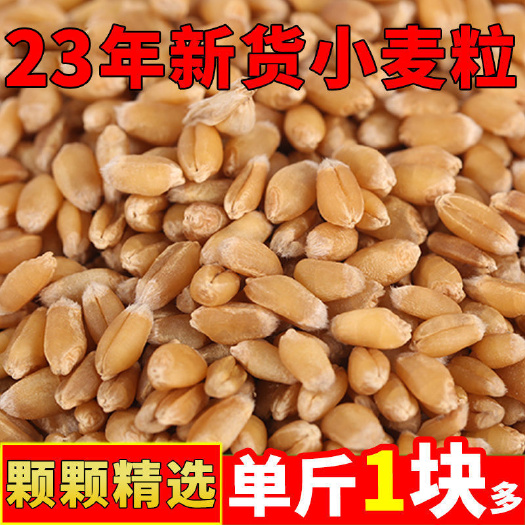 赵县2023年河北优质新小麦  保证质量大量供应 欢迎各老板订购