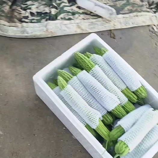 滑县精品陆地苦瓜
