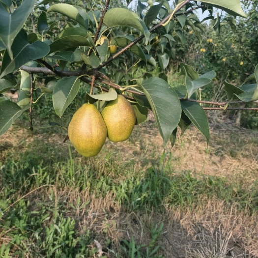 洛阳香梨