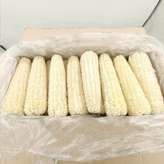 忻州速冻白玉米2023年新玉米工厂直发批发 社区团购合作