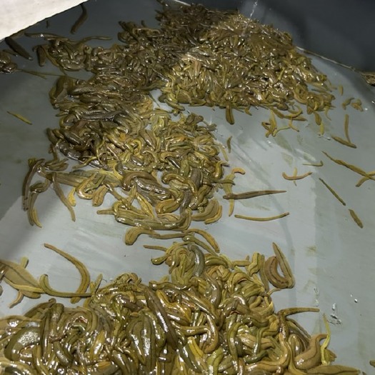 南宁售卖菲牛蛭种苗，质量保证受孕