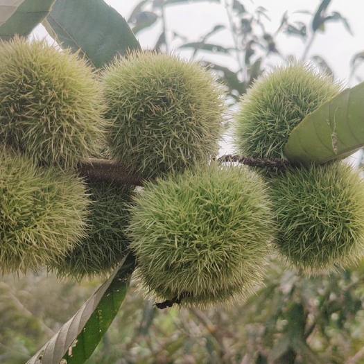 德庆县现摘板栗 新鲜板栗 栗子