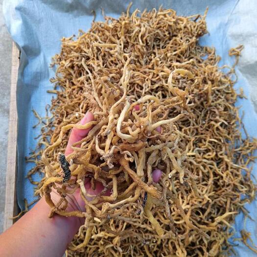 信阳玉竹，干玉竹条，生晒的。非人工种植