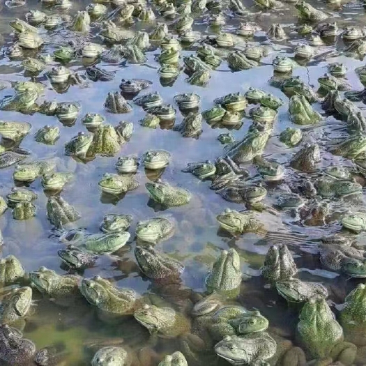 牛蛙、田鸡