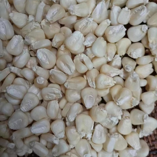 忻州糯玉米干粒，干棒