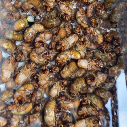 淄博金蝉