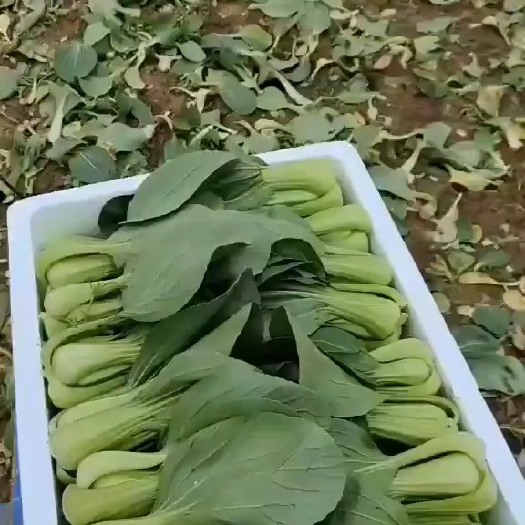 贺兰县上海青