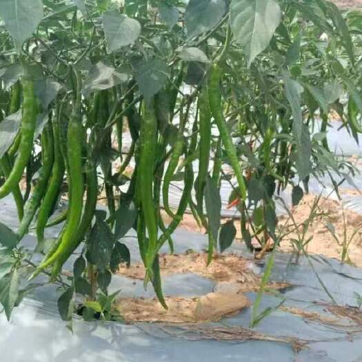 十堰优质辣椒