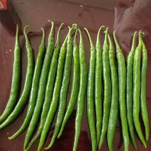 六盘水三号七号椒每天可供应八吨左右