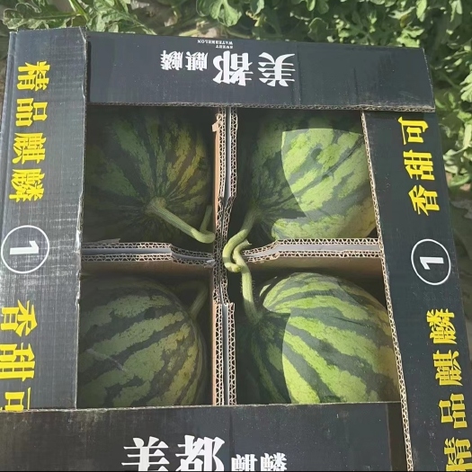 无籽美都麒麟西瓜产地直供，