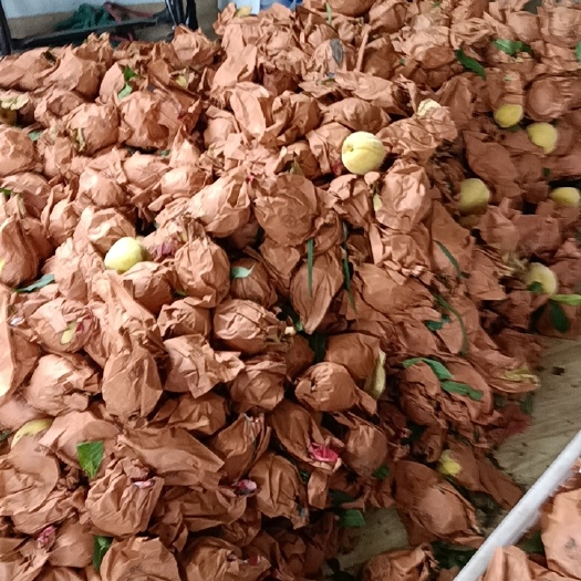 广德市锦绣黄桃，批发零售