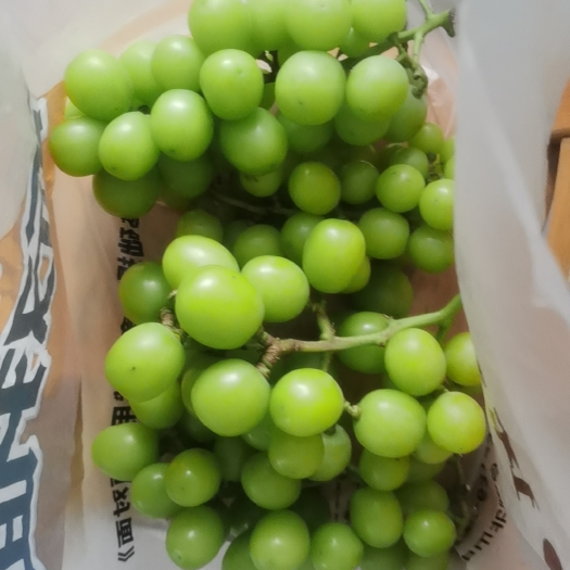 信阳阳光玫瑰葡萄