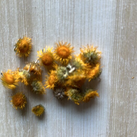太康县旋覆花
