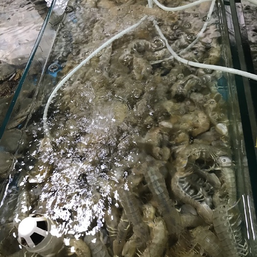 连云港鲜活虾子