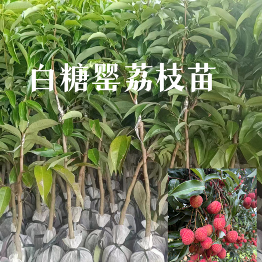 高州市广东高州白糖罂荔枝苗种植原产地