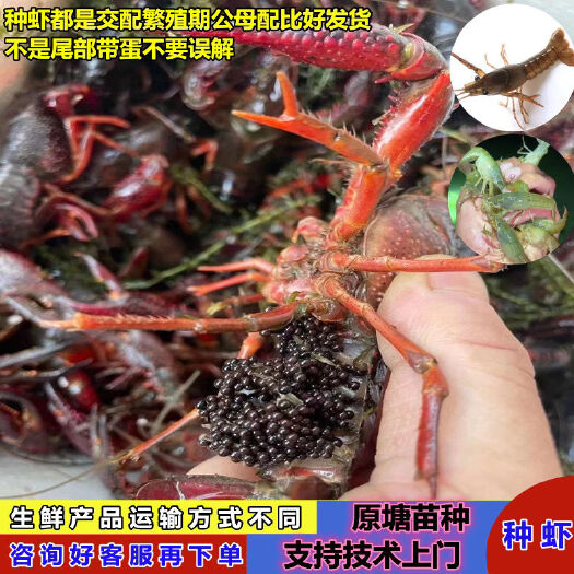 盱眙县种虾种苗报卵种虾带卵虾小龙虾苗活苗淡水养殖技术扶持孕虾