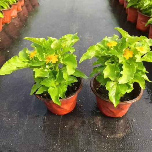 文成县黄帝菊皇帝菊