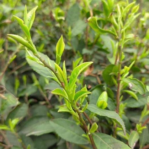 【群体大叶种老旱种茶树】信阳毛尖2025新茶绿茶明前茶豫毛峰