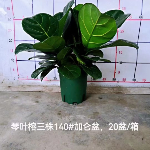 广州琴叶榕绿植盆栽净化新鲜空气居家室内常备绿植盆栽净化新鲜空气居