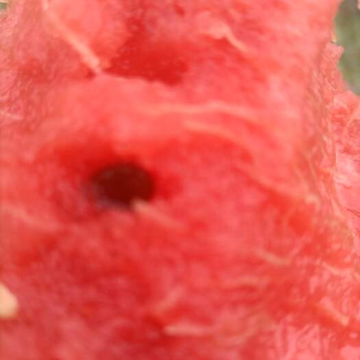 克拉玛依西瓜.甜瓜.哈蜜瓜种植基地的纬度高温差大光照长瓜的口感特别好