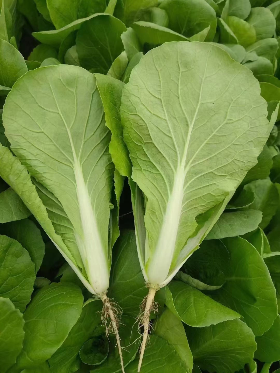 曹县精品快菜   小白菜   奶白菜   基地代发   质量保证