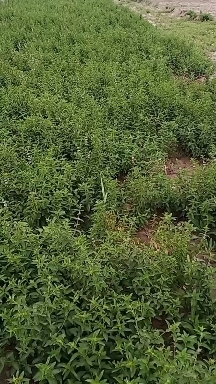 大城县大量供应薄荷苗