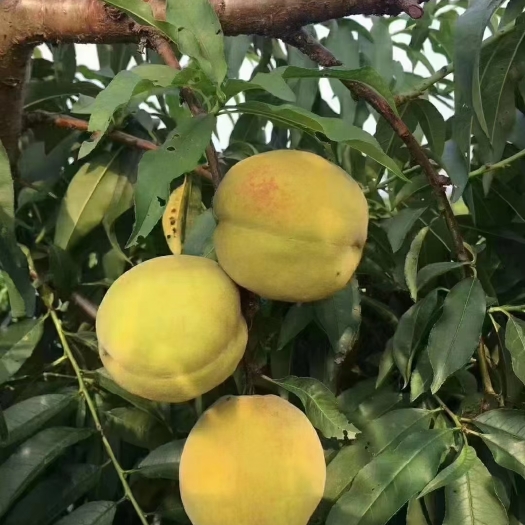 江陵县锦绣黄桃