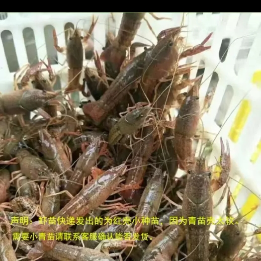 盱眙县江苏盱眙鲜活小龙虾苗种苗种虾幼苗报卵种虾孕虾活虾批发淡水养殖