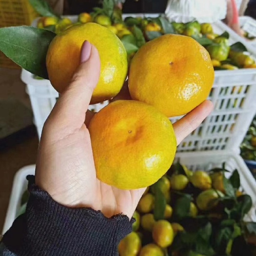 资兴市东江湖清江蜜桔，水果，特早，批发，一件代发