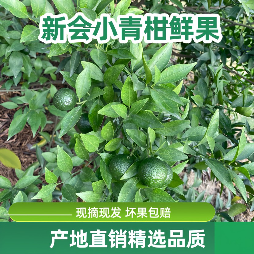 江门新会小青柑鲜果 茶枝驳枝柑树