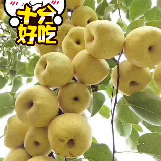 永城市酥梨苏甜可口口感好