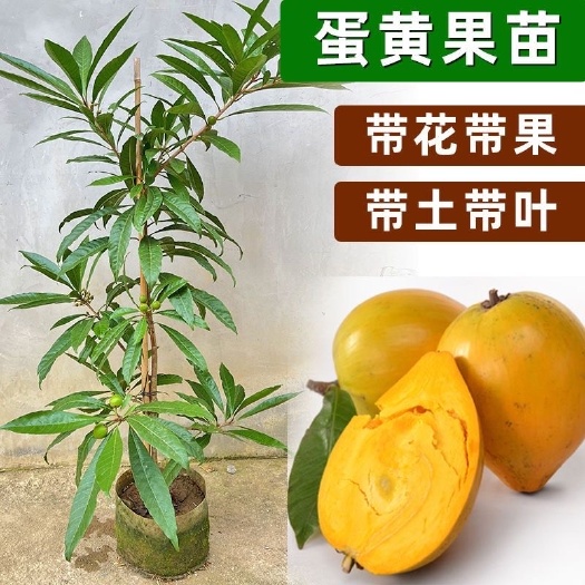 灵山县蛋黄果苗耀堂仙桃嫁接苗四季挂果的广西苗圃基地直发盆栽地栽种植